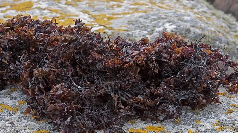 Carrageen Moss