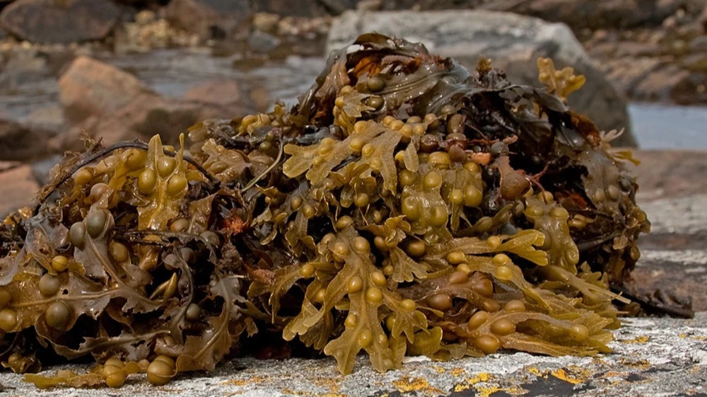 Saemoss and Bladderwrack Powder