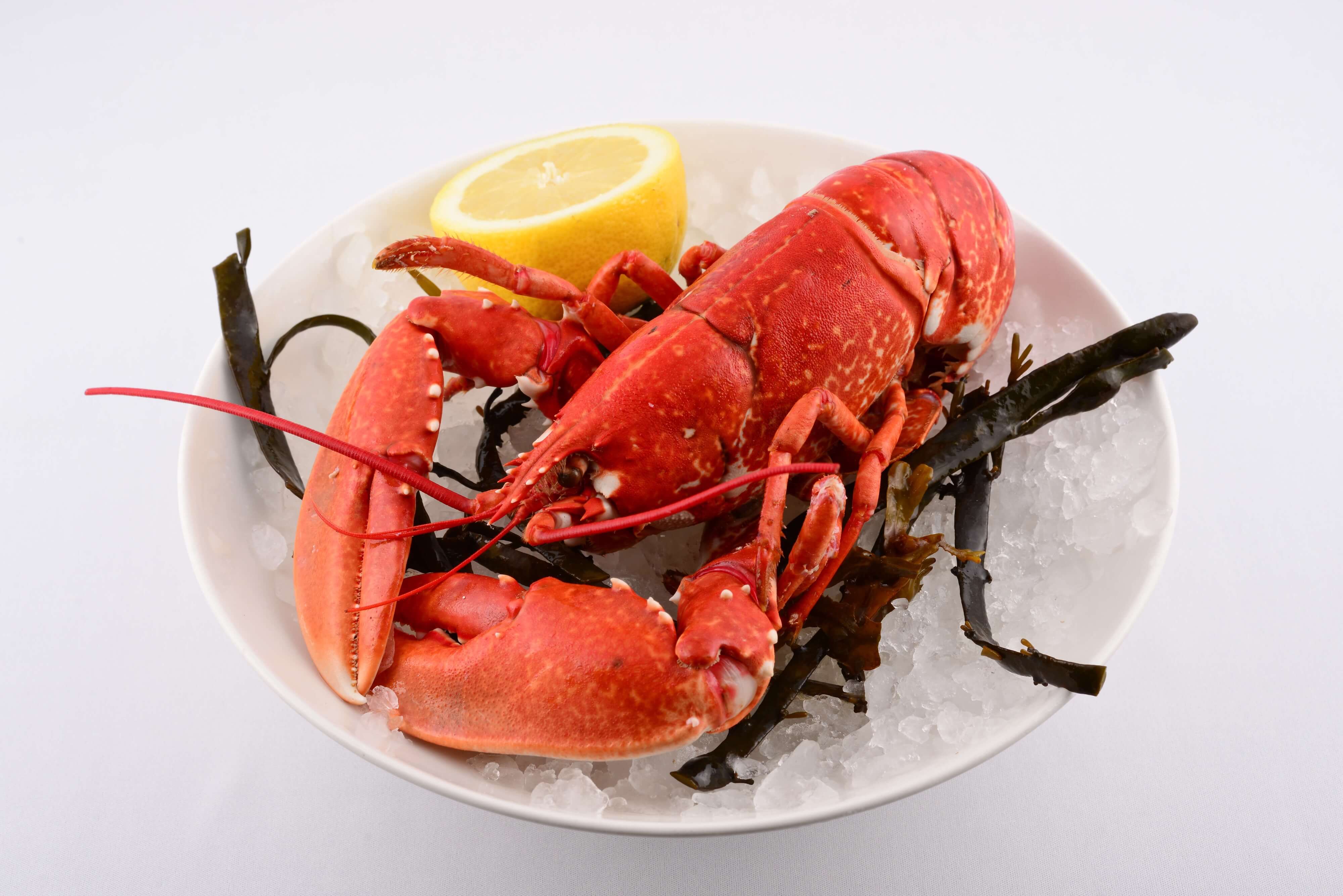 Whole Lobster - Quai des artistes 